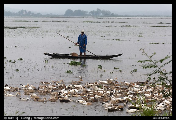 Duck herder, Thanh Toan. Hue, Vietnam