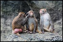 Three monkeys. Halong Bay, Vietnam ( color)