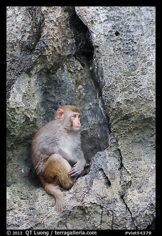 Monkey on cliff. Halong Bay, Vietnam