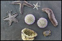 Close-up of sea star, sea anemone, sea urchin, and sea cucumber. Mui Ne, Vietnam (color)