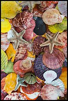 Close-up of colorful sea shells. Mui Ne, Vietnam ( color)