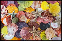 Multicolored sea shells. Mui Ne, Vietnam ( color)