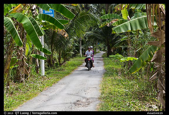 Narrow rural road bordered by banana trees. Ben Tre, Vietnam