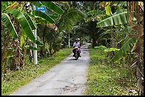 Narrow rural road bordered by banana trees. Ben Tre, Vietnam (color)