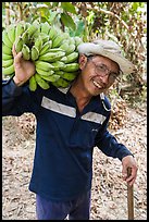 Man shouldering banana cluster. Ben Tre, Vietnam ( color)