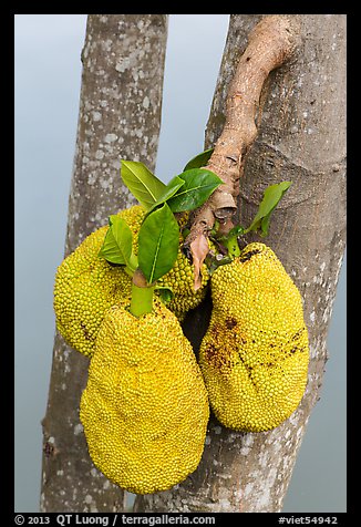 Jackfruit on tree. My Tho, Vietnam