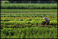 Woman in field of vegetables. Tra Vinh, Vietnam ( color)