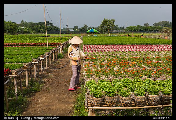 Woman caring for flowers in nursery. Sa Dec, Vietnam
