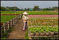 Woman caring for flowers in nursery. Sa Dec, Vietnam (color)