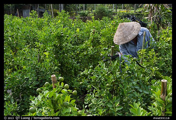 Man working in fruit orchard. Sa Dec, Vietnam (color)