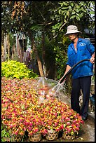 Worker watering flowers. Sa Dec, Vietnam (color)