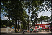 Tall trees on street through Tao Dan park. Ho Chi Minh City, Vietnam