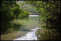 Channel in mangrove forest, Bay Canh Island, Con Dao National Park. Con Dao Islands, Vietnam ( color)