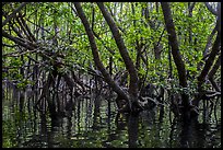 Mangrove forest, Bay Canh Island, Con Dao National Park. Con Dao Islands, Vietnam ( color)