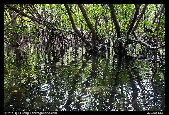 Mangroves and reflections, Bay Canh Island, Con Dao National Park. Con Dao Islands, Vietnam (color)