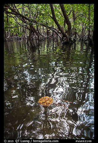 Floating fruit and mangroves, Bay Canh Island, Con Dao National Park. Con Dao Islands, Vietnam (color)