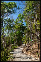 Trail through forest, Bay Canh Island, Con Dao National Park. Con Dao Islands, Vietnam ( color)