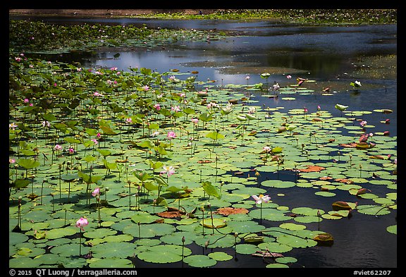 Pond with flowering lotus. Con Dao Islands, Vietnam (color)