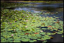 Pond with flowering lotus. Con Dao Islands, Vietnam ( color)