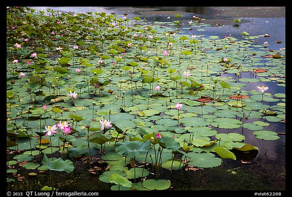 Lotus with flowers. Con Dao Islands, Vietnam (color)