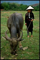 Thai women wearing her traditional dress and the Vietnamese conical hat, with water buffalo, near Son La. Northwest Vietnam