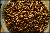 A dish of insect larvae, Son La. Northwest Vietnam