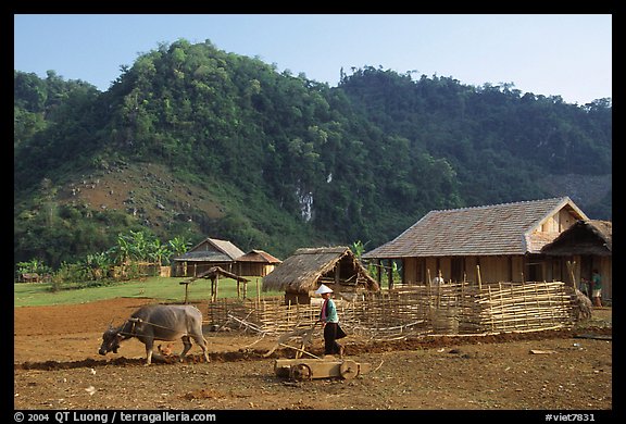 Plowing the fields with a water buffalo, near Tuan Giao. Northwest Vietnam (color)