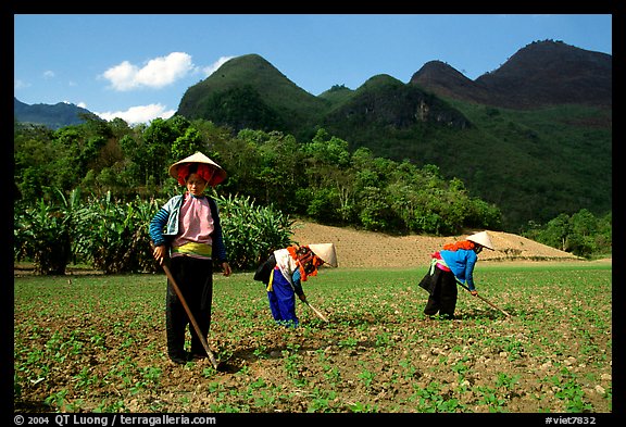 Dzao women raking the fields, near Tuan Giao. Northwest Vietnam (color)