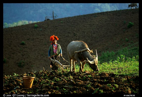 Dzao woman using a water buffao to plow a field, near Tuan Giao. Northwest Vietnam (color)