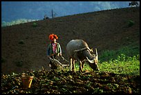 Dzao woman using a water buffao to plow a field, near Tuan Giao. Northwest Vietnam (color)