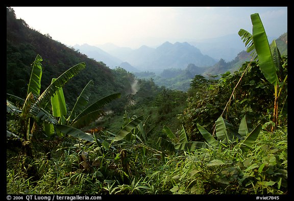 Banana leaves and mountains, between Lai Chau and Tam Duong. Northwest Vietnam