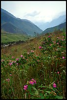Wildflowers and mountains in the Tram Ton Pass area. Northwest Vietnam