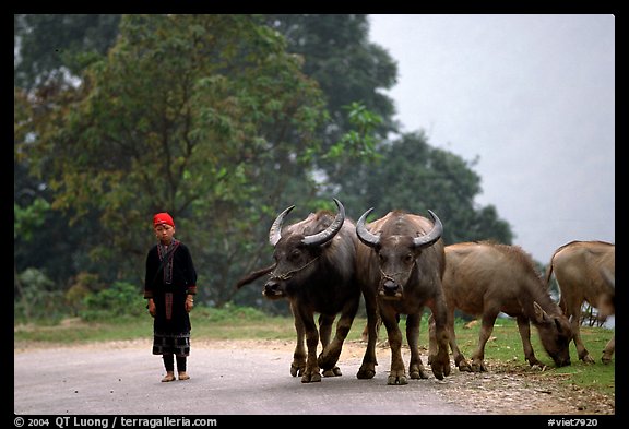 Boy keeping water buffaloes. Sapa, Vietnam