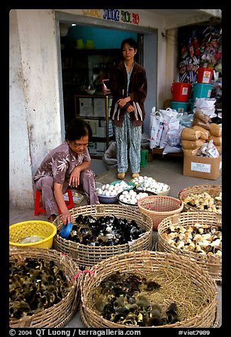 Chicks for sale. Cholon, Ho Chi Minh City, Vietnam (color)