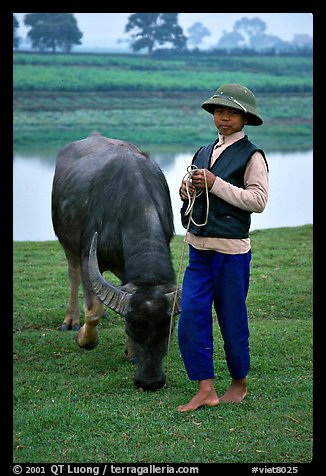 Boy wearing the Boi Doi military hat popular in the North, with water buffalo, near Ninh Binh. Vietnam (color)