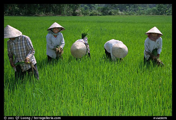 Labor-intensive rice cultivation. Ben Tre, Vietnam