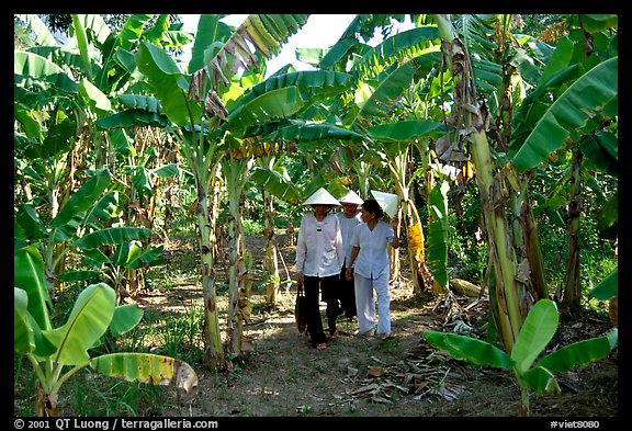 Banana tree plantation in the fertile lands. Ben Tre, Vietnam