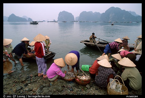 Fresh catch. Halong Bay, Vietnam