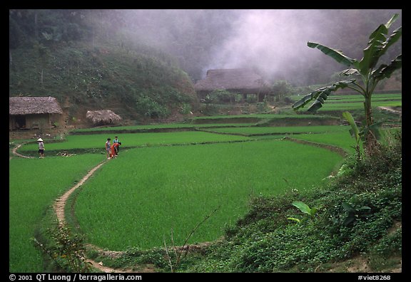 Rice cultures at a mountain village. Vietnam