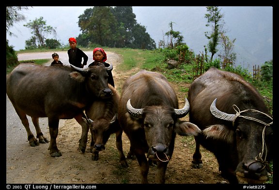 Water buffalo and mountain children. Sapa, Vietnam (color)