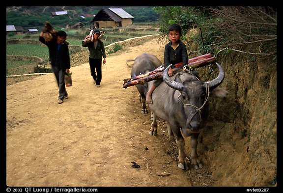 Returning from the fields with the buffalo. Bac Ha, Vietnam (color)