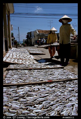 Women carrying a panel of fish being dried. Vung Tau, Vietnam (color)