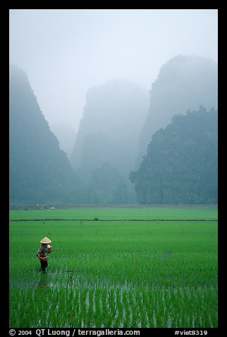 Woman tending to the rice fields, with a background of karstic cliffs in the mist. Ninh Binh,  Vietnam (color)