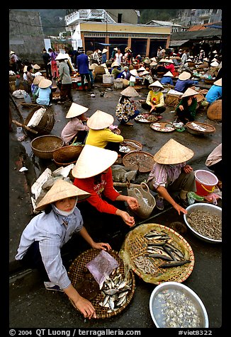 Fish market, Hong Gai. Halong Bay, Vietnam (color)