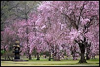 Cherry trees in bloom, Kyoto, Japan. 