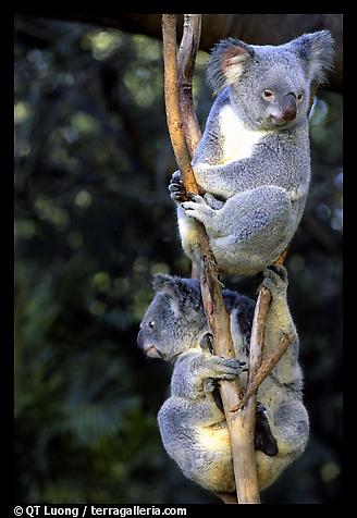 Koalas, Australia. 