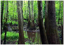 Congaree National Park, South Carolina.  ( )