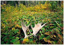 Windego, Isle Royale National Park, Michigan.  ( )