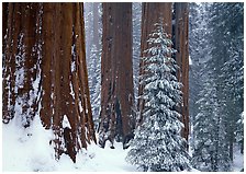 Grant Grove, Kings Canyon  National Park, California.  ( )