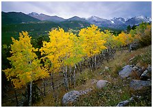 Glacier Basin, Rocky Mountain National Park, Colorado.  ( )